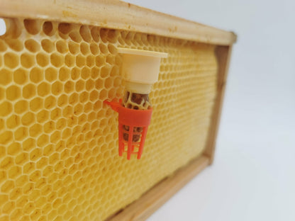 Königinnenschutzzelle rot 10er Set – Schutz für Weiselzellen bei Königinnenzucht