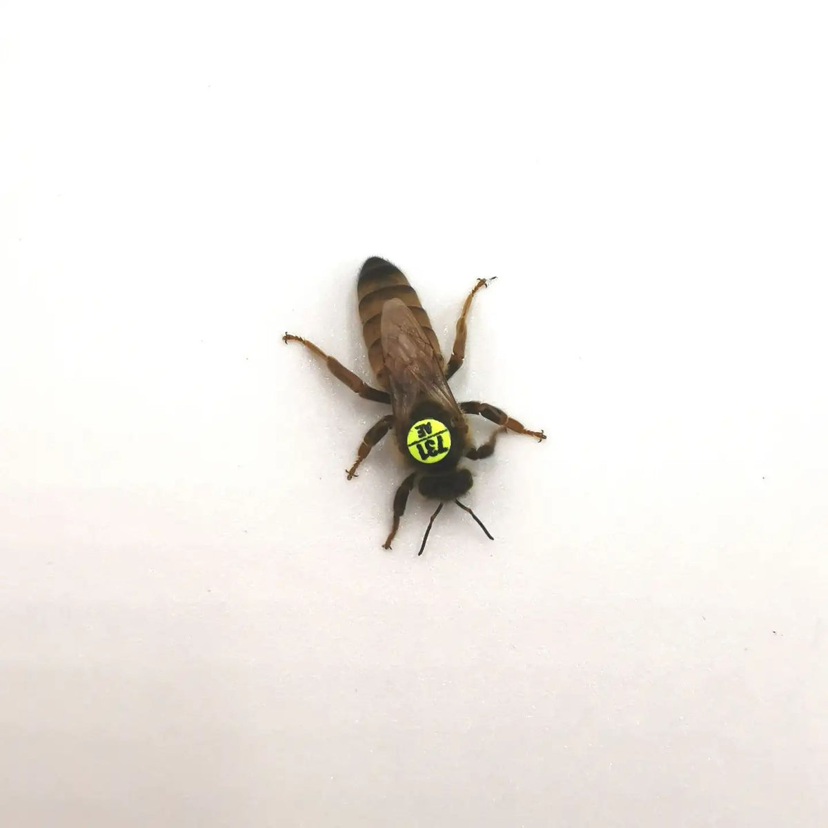Belegstellenbegattete Bienenkönigin Buckfast