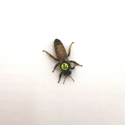 Instrumentell besamte Bienenkönigin Buckfast ohne Eiablageprüfung