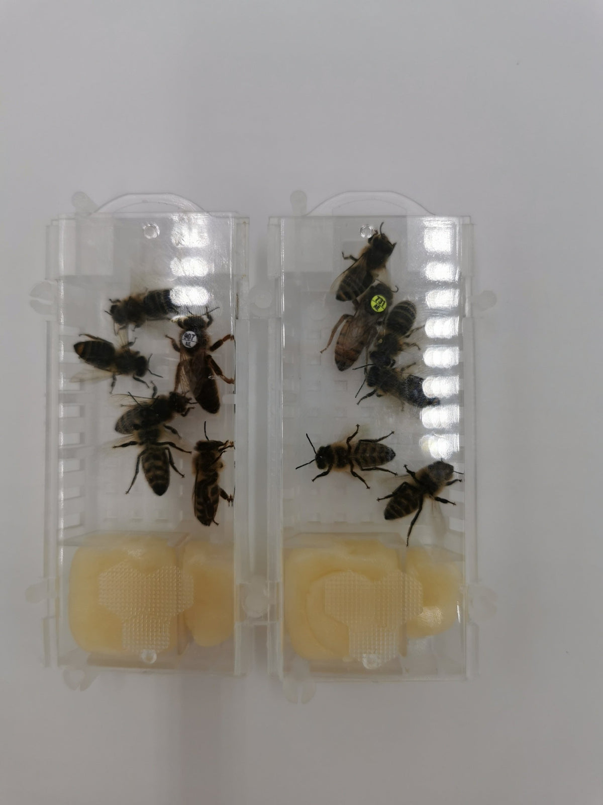 Instrumentell besamte Bienenkönigin Buckfast mit Eiablageprüfung 2027