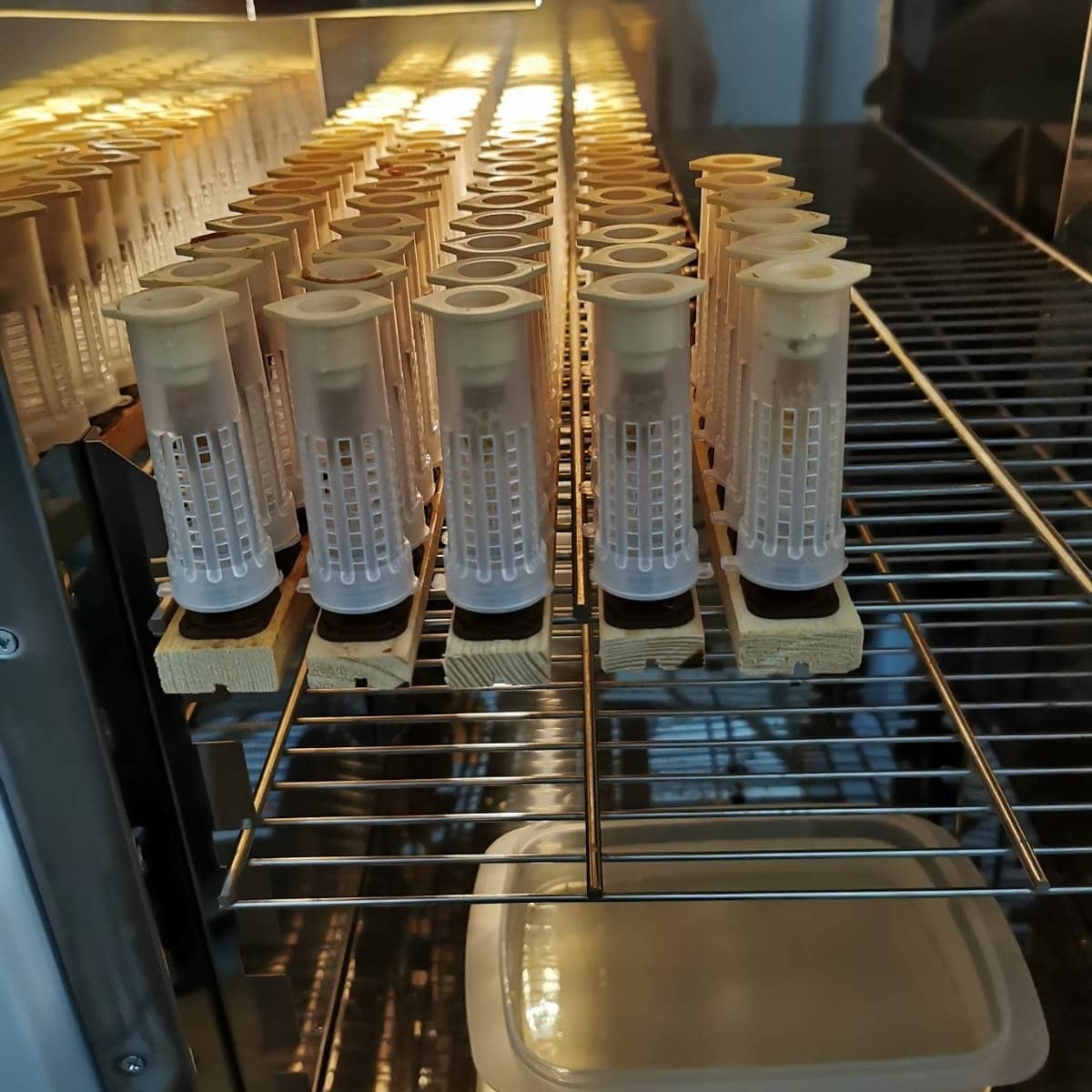 Standbegattete Bienenkönigin Carnica