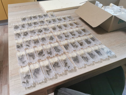 Instrumentell besamte Bienenkönigin Buckfast mit Eiablageprüfung