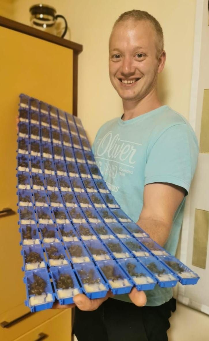 Instrumentell besamte Dunkle Biene (APIS Mellifera Mellifera ) Bienenkönigin mit Eiablageprüfung und Flügelmessung