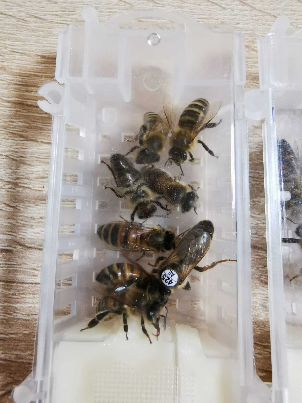 Belegstellenbegattete Bienenkönigin Carnica
