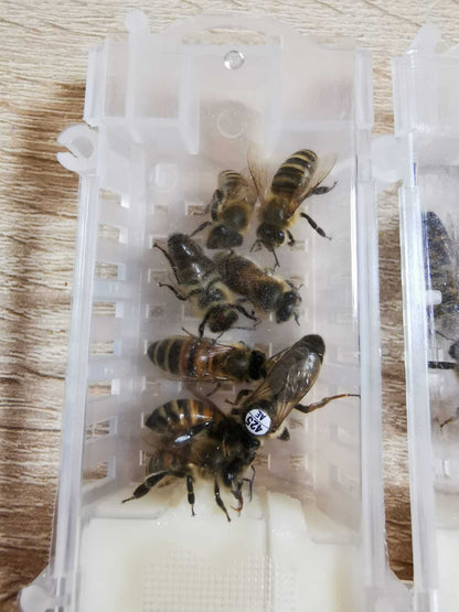 Belegstellenbegattete Bienenkönigin Carnica