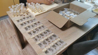 Instrumentell besamte Bienenkönigin Carnica mit Eiablageprüfung