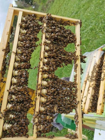 Instrumentell besamte Bienenkönigin Carnica mit Eiablageprüfung