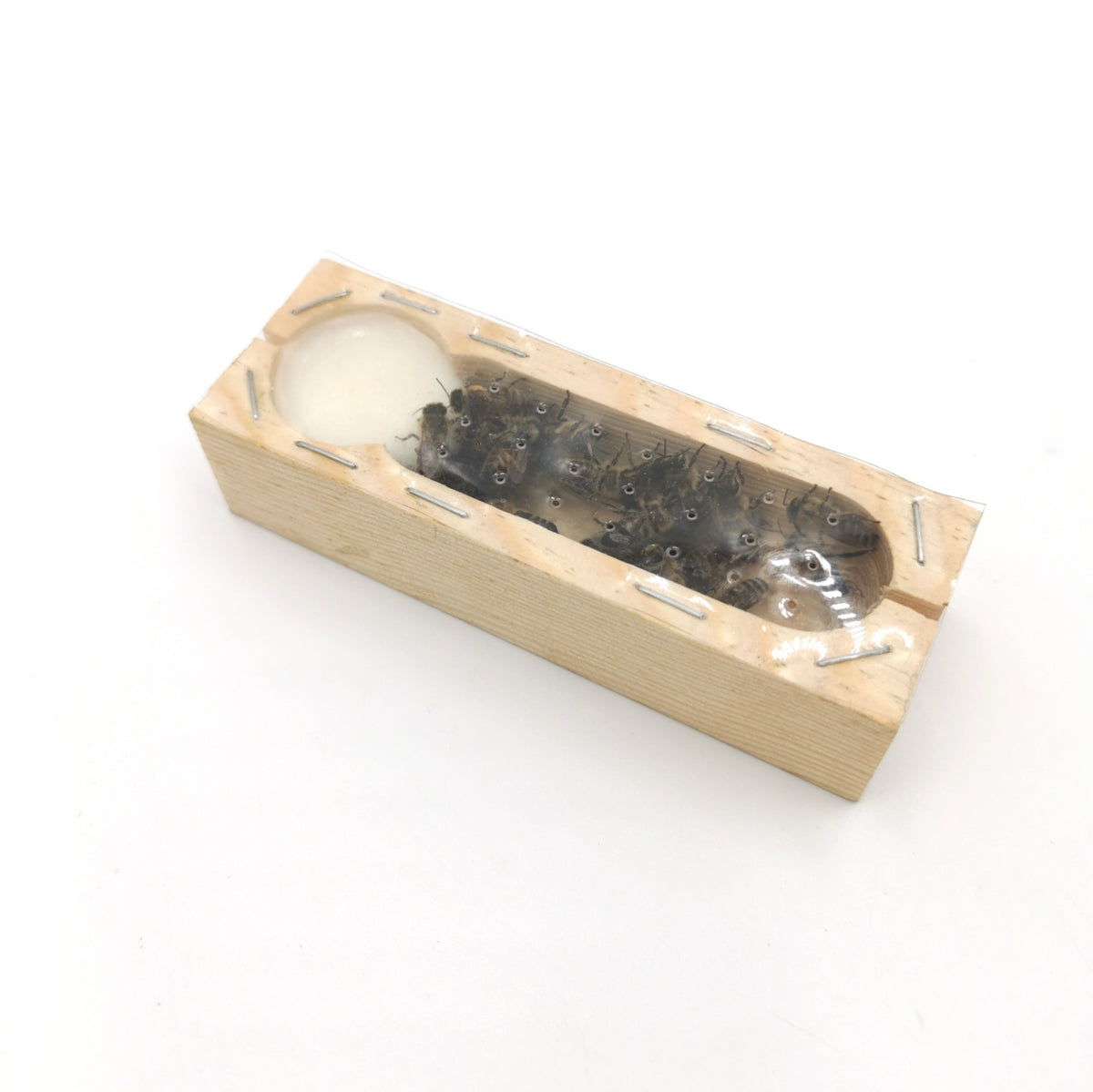 Königinnenkäfig aus Holz – Zusetz- & Versandkäfig für Bienenköniginnen