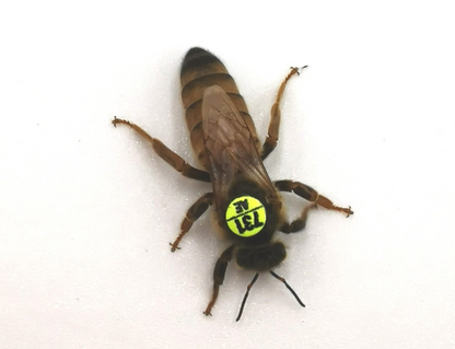 Standbegattete Bienenkönigin Buckfast