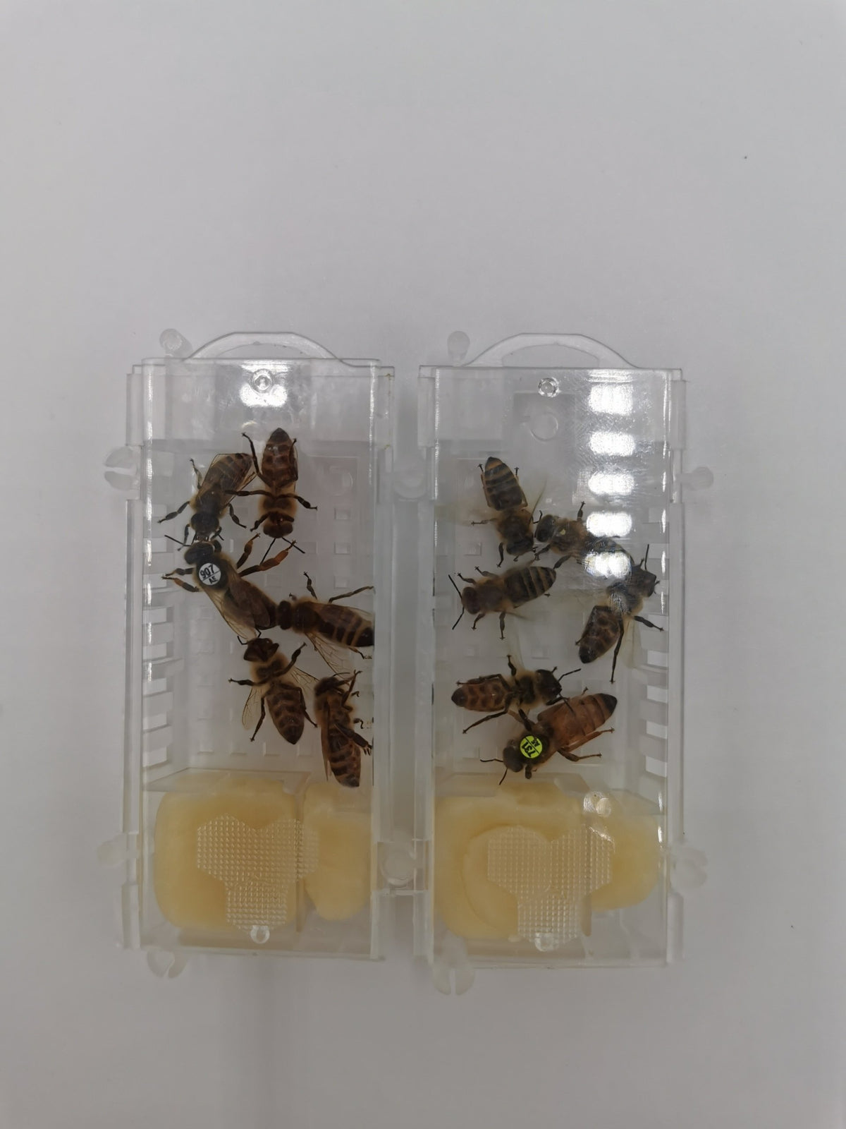 Standbegattete Bienenkönigin Buckfast