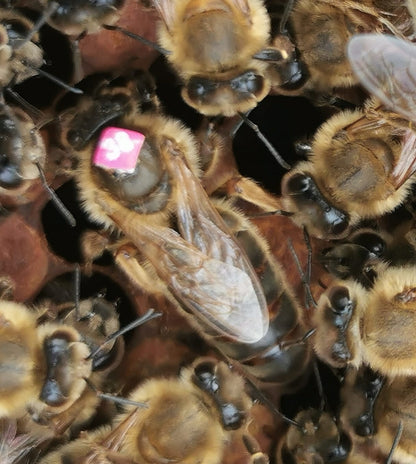 Instrumentell besamte Bienenkönigin Carnica ohne Eiablageprüfung
