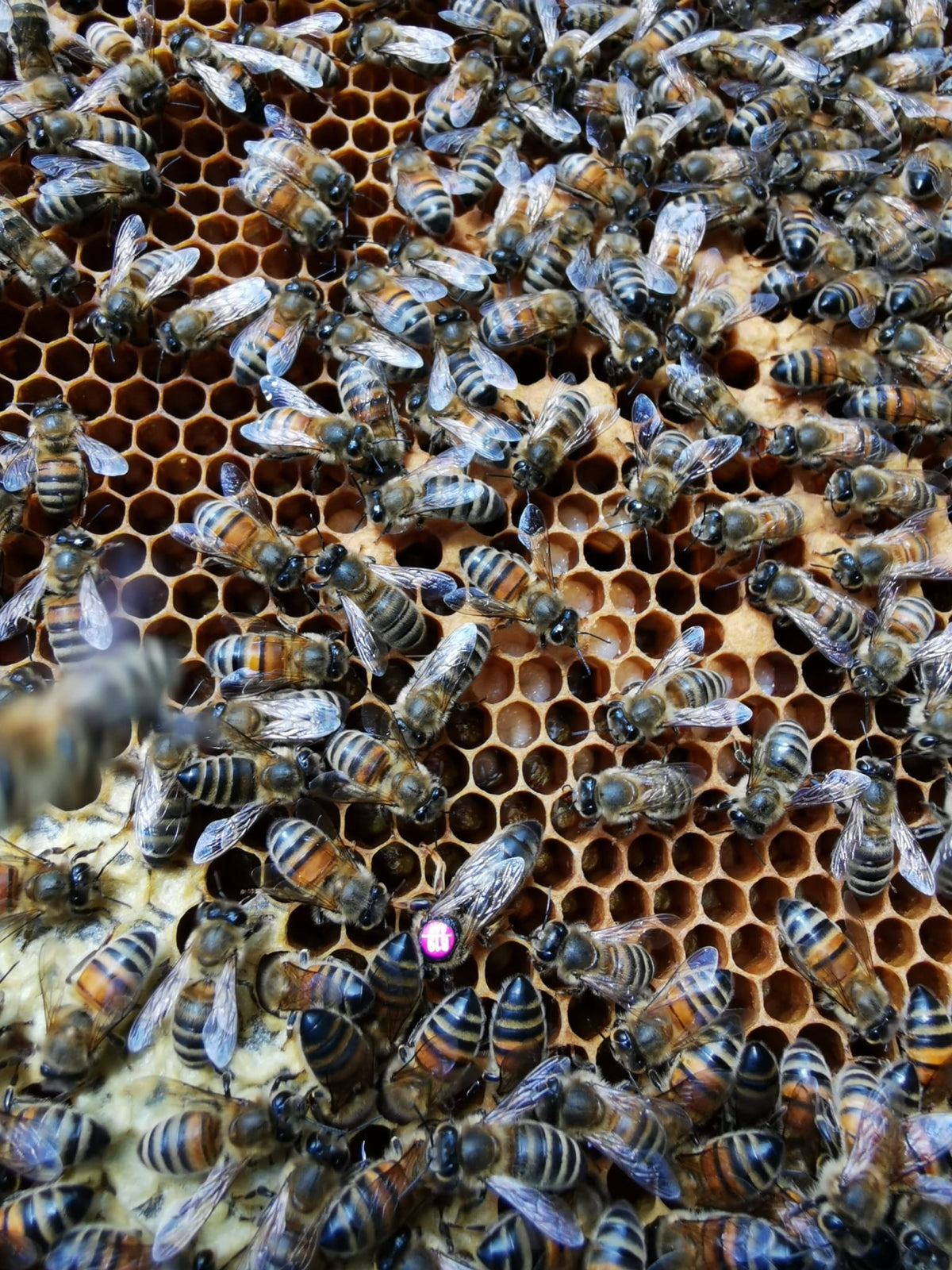 Standbegattete Bienenkönigin Dunkle Biene (APIS Mellifera Mellifera)