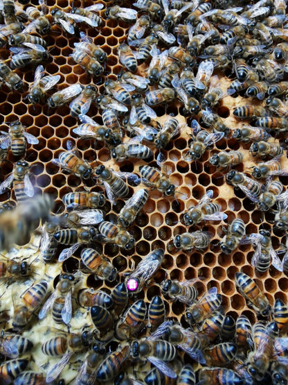 Standbegattete Bienenkönigin Dunkle Biene (APIS Mellifera Mellifera)