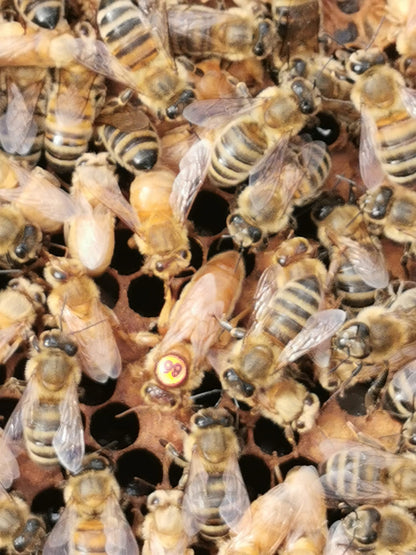 Standbegattete Bienenkönigin Ligustica Cordovan