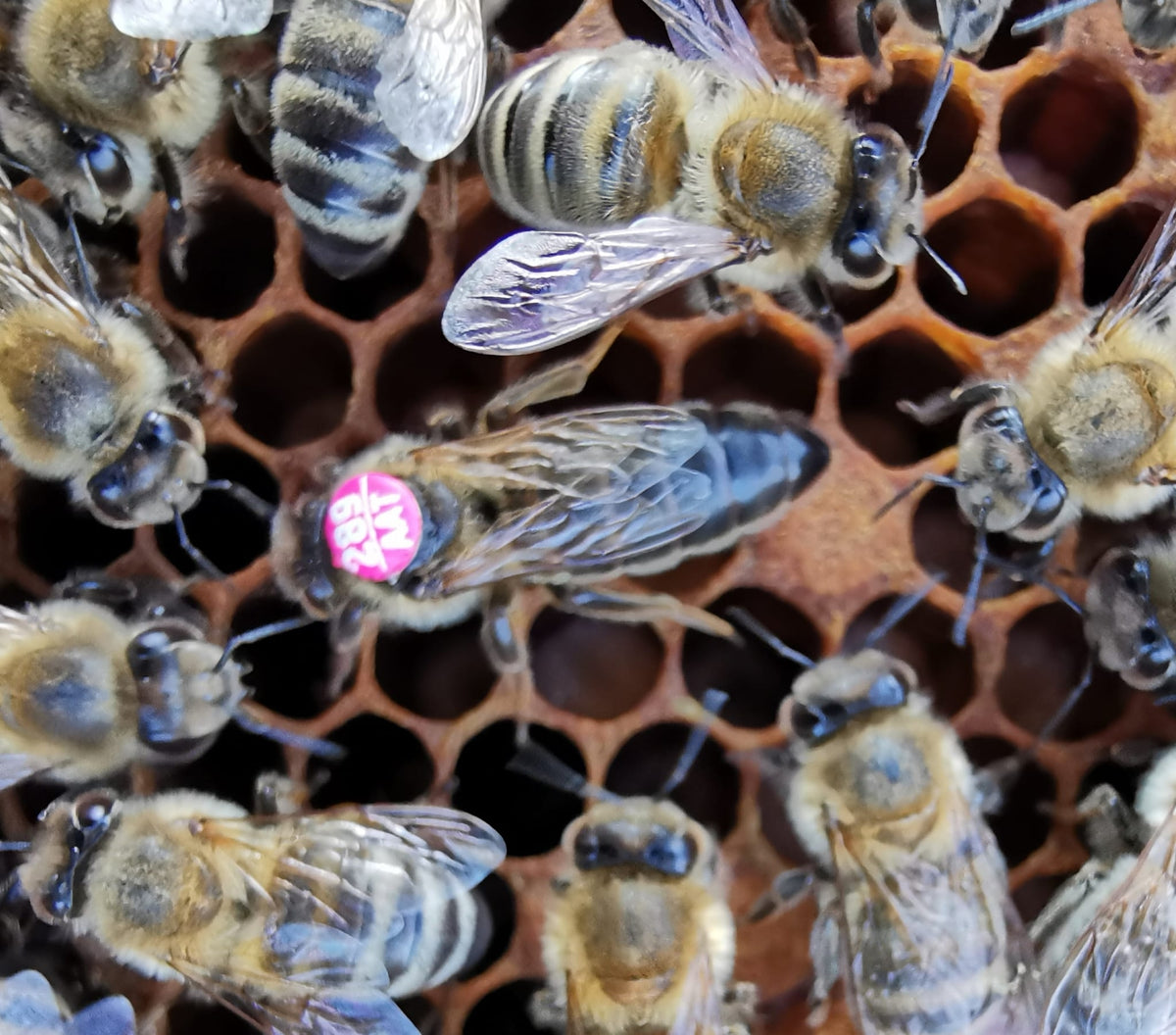 Standbegattete Bienenkönigin Dunkle Biene (APIS Mellifera Mellifera)