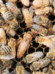 Standbegattete Bienenkönigin Ligustica Cordovan 2027