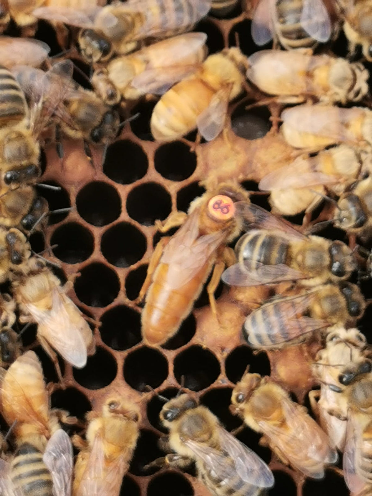 Standbegattete Bienenkönigin Ligustica Cordovan