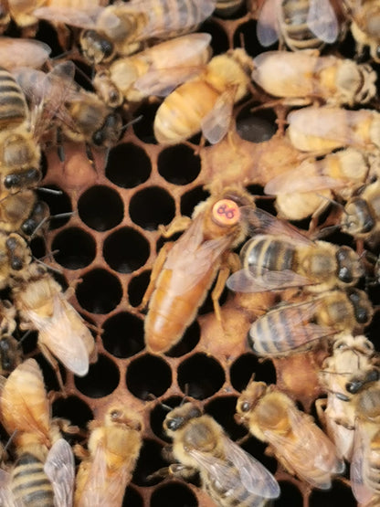 Standbegattete Bienenkönigin Ligustica Cordovan