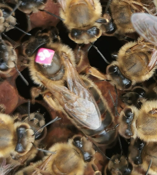 Belegstellenbegattete Bienenkönigin Carnica
