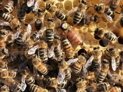 Instrumentell besamte Bienenkönigin Buckfast mit Eiablageprüfung