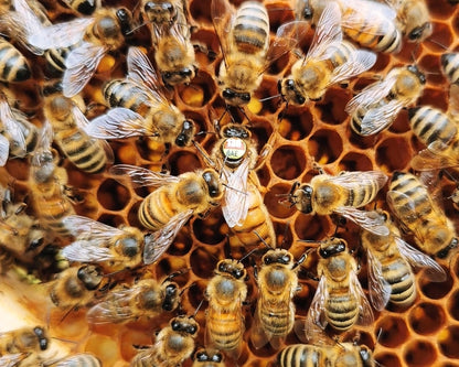 Instrumentell besamte Bienenkönigin Buckfast mit Eiablageprüfung