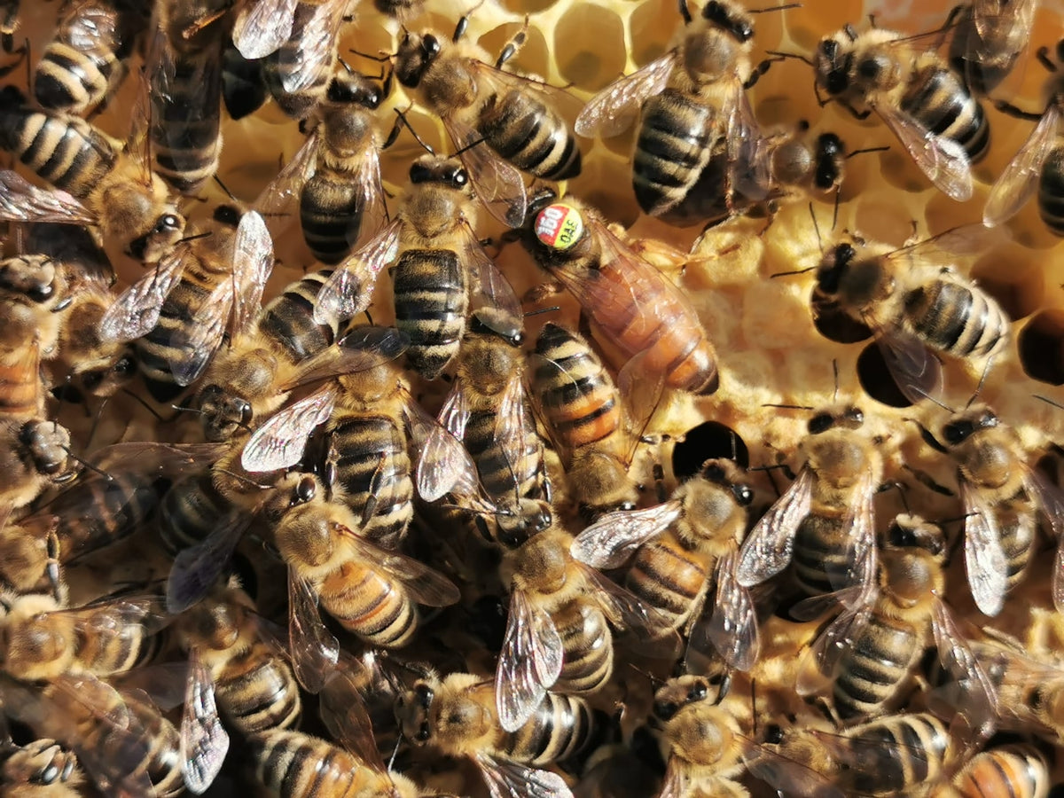 Instrumentell besamte Bienenkönigin Buckfast ohne Eiablageprüfung