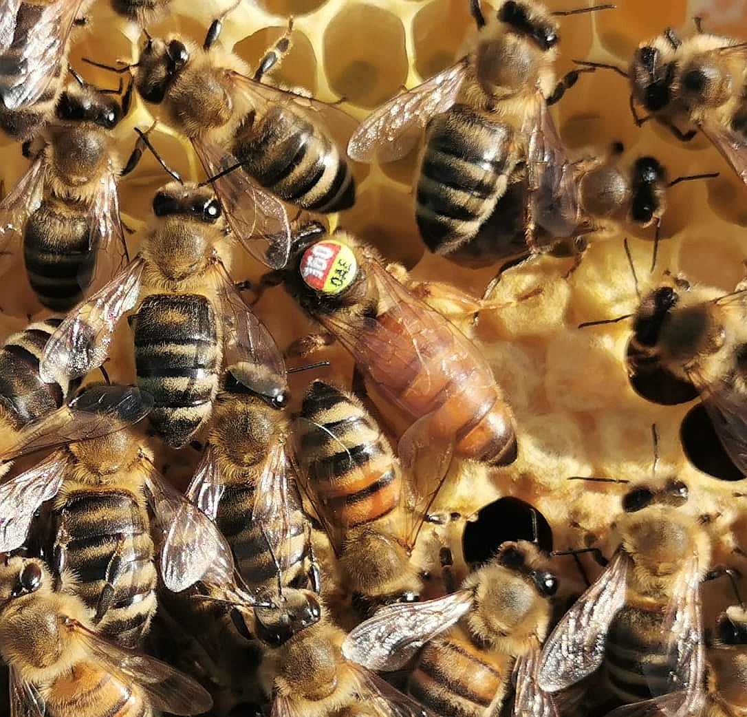 Instrumentell besamte Bienenkönigin Buckfast ohne Eiablageprüfung