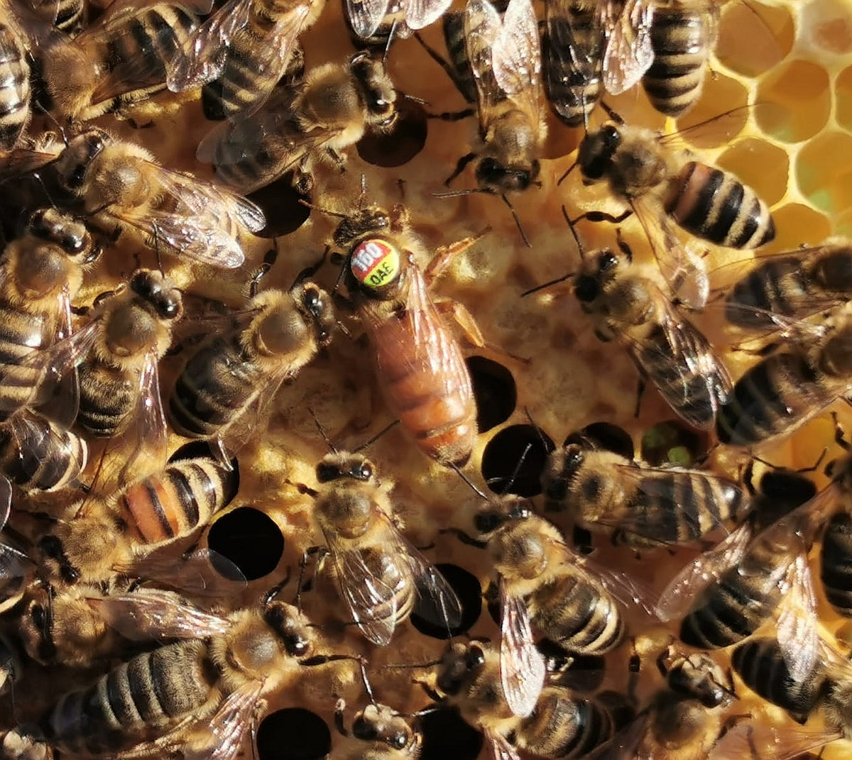 Standbegattete Bienenkönigin Buckfast