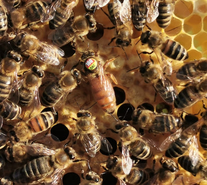 Standbegattete Bienenkönigin Buckfast
