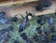 Standbegattete Bienenkönigin Dunkle Biene (APIS Mellifera Mellifera)