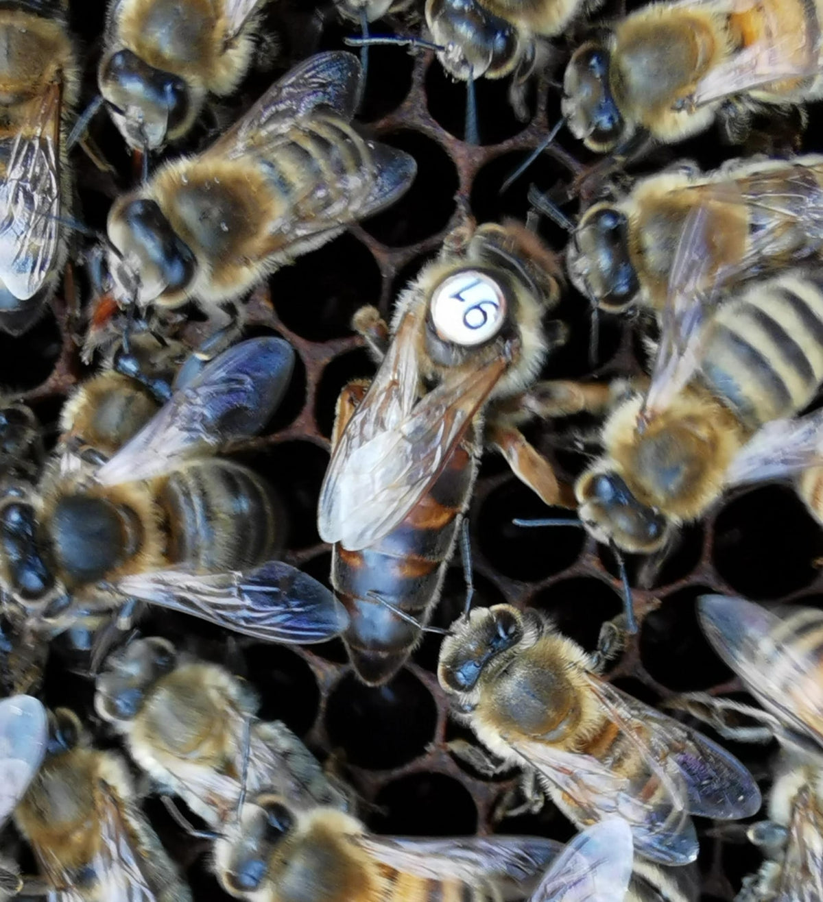 Standbegattete Bienenkönigin Carnica