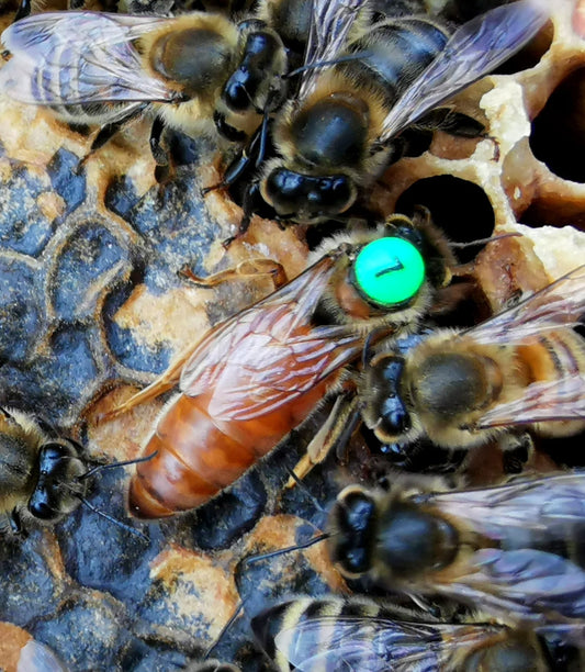 Standbegattete Bienenkönigin Buckfast