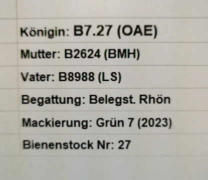 Instrumentell besamte Bienenkönigin Buckfast mit Eiablageprüfung